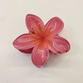 Pink and orange gradient frangipani hair claw clip with a translucent floral finish - 8cm / Watermelon red