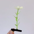 Sprouting green grass hair clip with a tiny white flower on a black duckbill clip - Green Six Leaf Clover