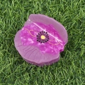 Pinza de pelo de amapola en acetato violeta y rosa, vista superior sobre hierba - Morado