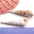 Gold-plated natural conch shell pendants in white and striped brown for DIY jewelry making - Cream Acrylic Conch 17x68mm (17291)