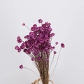 Dried purple glixia flowers bundle for DIY crafts and aromatherapy decor - Purple