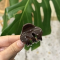 Primer plano detallado de una pinza para el cabello marrón carey con acabado brillante - Marrón Chocolate