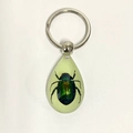 Waterdrop-shaped resin keychain with a green beetle specimen on white background - Rainbow Beetle