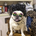 Funny pet costume set with black curly wig and colorful sunglasses for dogs and cats - Black Afro