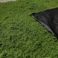 Artificial moss turf with dense green silk texture for landscape and bonsai decoration - 1m x 1m / Dark Green