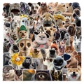 Funny animal meme stickers pack featuring cats, dogs and wildlife for DIY decoration - Funny Animals-53pcs
