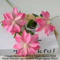 Clematis Rose Red
