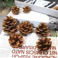 Natural dried brown pine cones set for DIY crafts and autumn home decor displays - Local Pine Cones 5-6cm (10pcs)