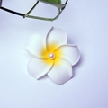 Frangipani hair clip with white petals, yellow center, and pearl detail for women - 4cm / White Flower Head + Pearl