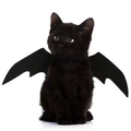 Costume da ali di pipistrello di Halloween per gatti e cani piccoli su sfondo bianco - XS / Ali di Pipistrello / Nero