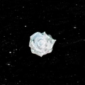 Elegante witte hars roos oorbel met glittereffect op een donkere sterrenhemel - Transparant Glitter Wit Stijl (A905-4#) / Enkel Stuk