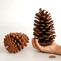 Two large natural brown pine cones displayed in palm for scale and size comparison - 7-9CM