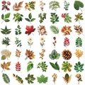 Set di 49 adesivi botanici in PET con foglie e fiori per decorazione di diari e scrapbooking - Stile Foglie Verdi 1 (SLP007)