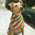 Golden Retriever wearing a vibrant rainbow striped pet bandana in a natural outdoor setting - Rainbow Single-layer Bandana