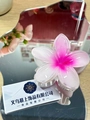 Pink and white gradient plumeria hair claw clip with a glossy finish for women - Large (approx 8cm) / White Pink