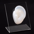 Translucent silicone ear model on clear acrylic stand for earring and jewelry display - Transparent Left Ear