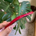 Pinza de pelo vintage roja mate con texto Sanshine dorado sobre hojas verdes - Pasador Rojo