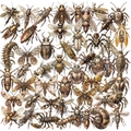 Lot de 50 autocollants insectes steampunk en PET étanche pour décorer un ordinateur - Insecte Steampunk