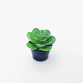 Miniature succulent dollhouse plant with green fuzzy leaves in a small black pot - 13mm*23mm / Black Pot Green Water Lily