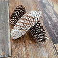 Set of three decorative white and natural pine cones on a vintage wood surface - Snowy Scale Pine (4-6CM)