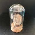 Spécimen de fossile d'ammonite sous dôme en verre avec socle en liège naturel - Grande Tourmaline Plume Plaqué