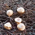 Fünf vergoldete Spiral-Muschelanhänger an einem Zweig für DIY-Schmuckkreationen - Altweißgold gerändertes Schneckenoberteil