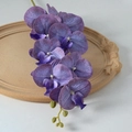 Phalaenopsis Film Purple No. 2