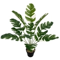 Close-up of green and white variegated leaves with pebbles in a black round pot - 12-Head Traveler's Banana Tree Green White (Without Pot)