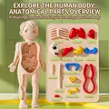 Educational human anatomy model kit for kids with internal organs and skeleton bones - New Human Model 15-Piece Set (9*4.5*20.5cm/98.9g)