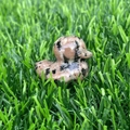 Pink natural stone duck figurine with black spots on artificial grass lawn - Roadside Stone