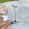 Divertida horquilla de brote verde con dos hojas pequeñas en un clip de pico de pato - 1# Brote de soja