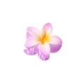Macro detail of a gradient purple and yellow plumeria flower hair claw clip on white - Bulk Packaging / Fuchsia Gradient