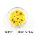 Dettaglio di 20 petali di fiori secchi gialli in una scatola circolare trasparente - Confezione da 20 Pezzi / Giallo