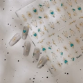 Adesivi per unghie celesti dorati con motivi di stelle e lune su smalto occhio di gatto - Totem Bohemien Stella Luna (CO-411)