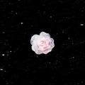 Clou d'oreille camélia en résine scintillante avec dégradé de rose et de blanc - Dégradé Rose Blanc (A907-3#)