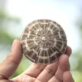 Natural sea urchin shell specimen with textured brown and tan pattern for home decor - Bagua Style Sea Urchin Shell 6-7cm