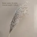 Set of 10 natural dried reed plumes 66cm height in light brown for home decor - Water Reed (10 Stems)
