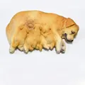 Yellow Golden Retriever and Pups