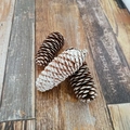 Set di pigne naturali con punte bianche innevate su sfondo in legno rustico - Pigne a squame di pesce con punta bianca 4-6cm