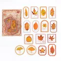 30-piece PET transparent stickers set with golden autumn leaves and vintage frames - Letter from the Wild
