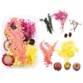 Macro shot of dried flower DIY kit with pink fern leaves and pine cones on white background - 09 Dried Flower 1 Box 32g
