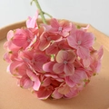 Film Hydrangea Rose Pink