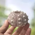 Pink sea urchin shell specimen for air plants and home DIY crafts decoration - Lantern Sea Urchin Shell 5-6cm