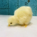 Close-up of yellow plush chick toy with realistic texture and plastic beak detail - Bowing Yellow Chick