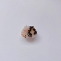 Cute cat-shaped acetate hair claw clip with brown tortoiseshell pattern and gold outlines - Light Leopard