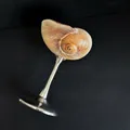 Artistic seashell wine glass with conch shell bowl and silver metal pedestal base - Metal Silver Whelk Wine Glass