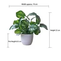 Artificial variegated green plant in minimalist white pot, 22cm total height - Small Pot + Watermelon Leaf
