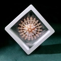 Golden flower brooch with pearls and rhinestones in a white gift display box - Radial Flower Style (XZ175)