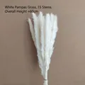 Bunch of 15 pieces natural white dried reed grass decor, approximately 60cm height - Small Reed White (15 Stems)