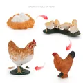 Educational life cycle set showing 4 stages of hen growth from egg to adult hen - Growth Cycle of Hen Models Set